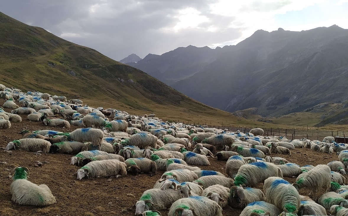 Sheep at the foot of mountains.