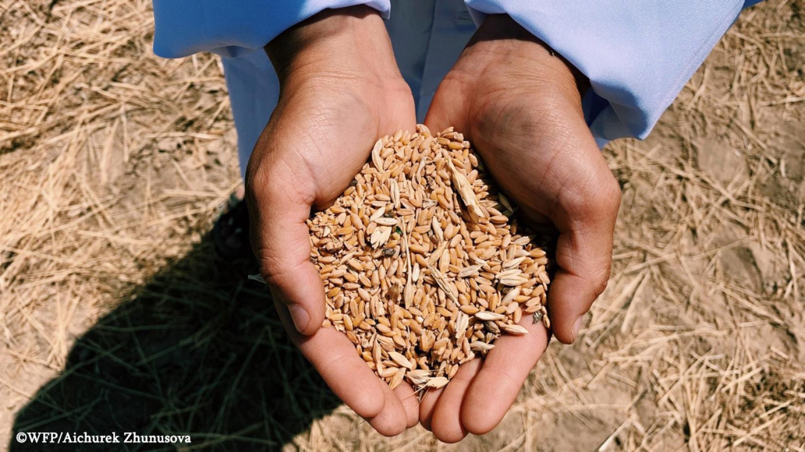 A farmer holds seeds in his palms.