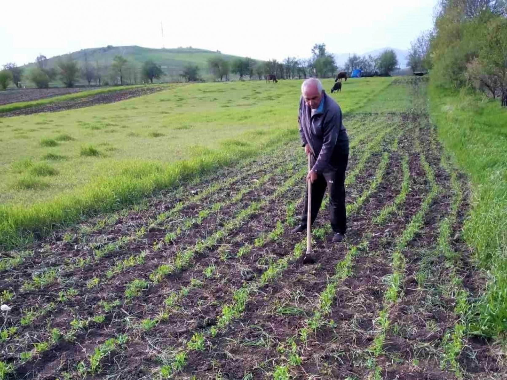 A man cultivates the land.