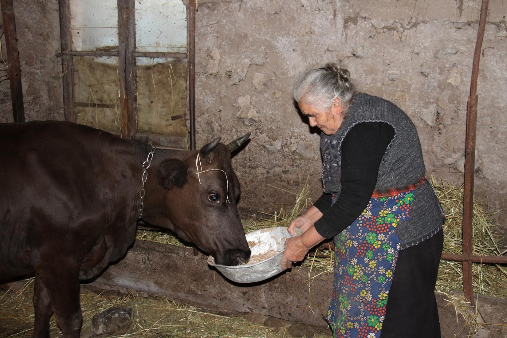 An elderly woman feeds a cow. 