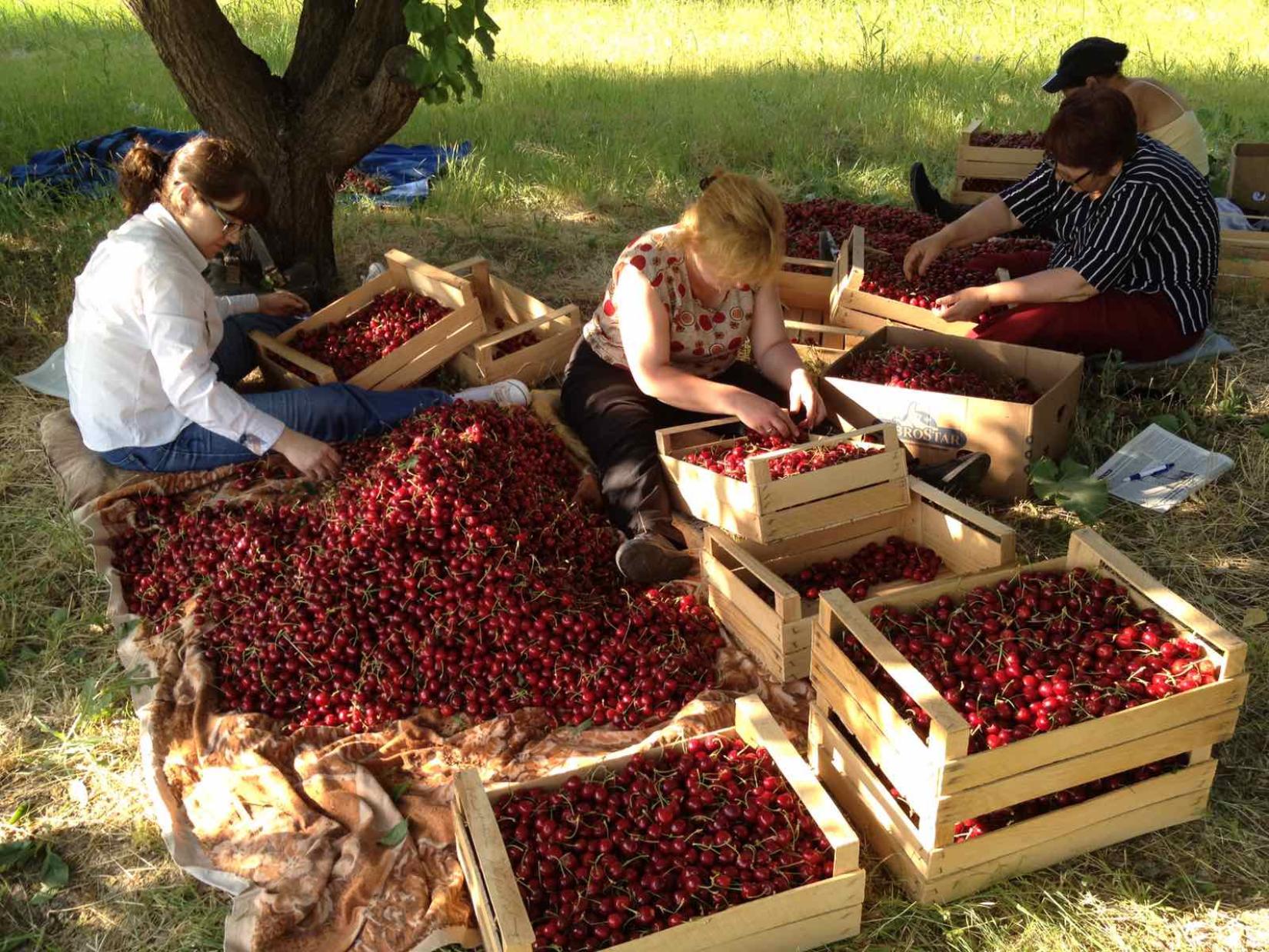 Karen's family places the cherries in boxes after the harvest. 