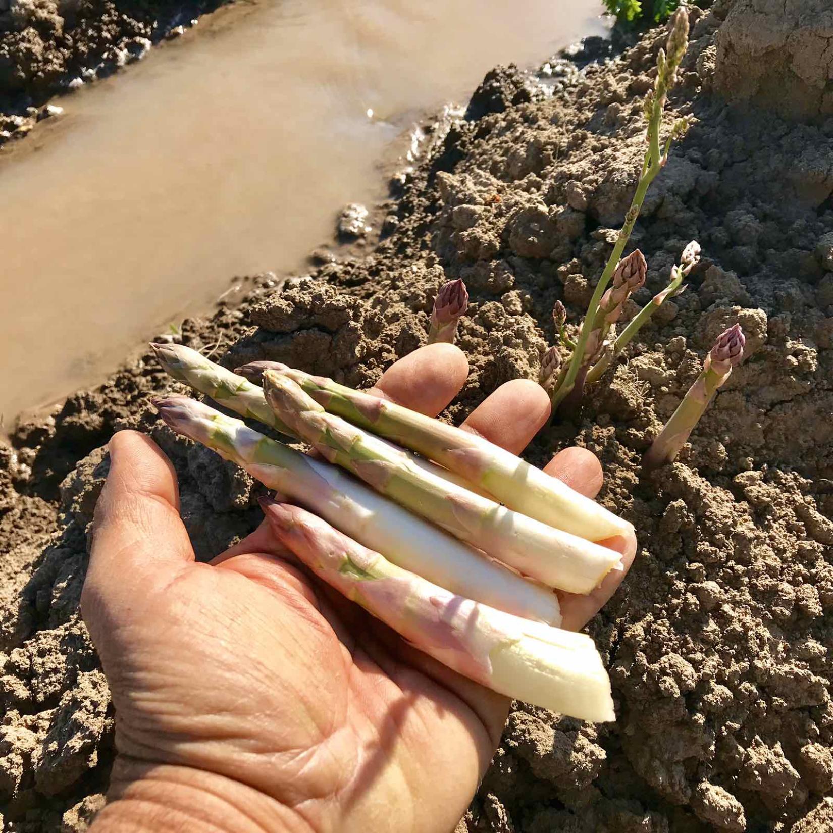 Asparagus in Karen's hand.