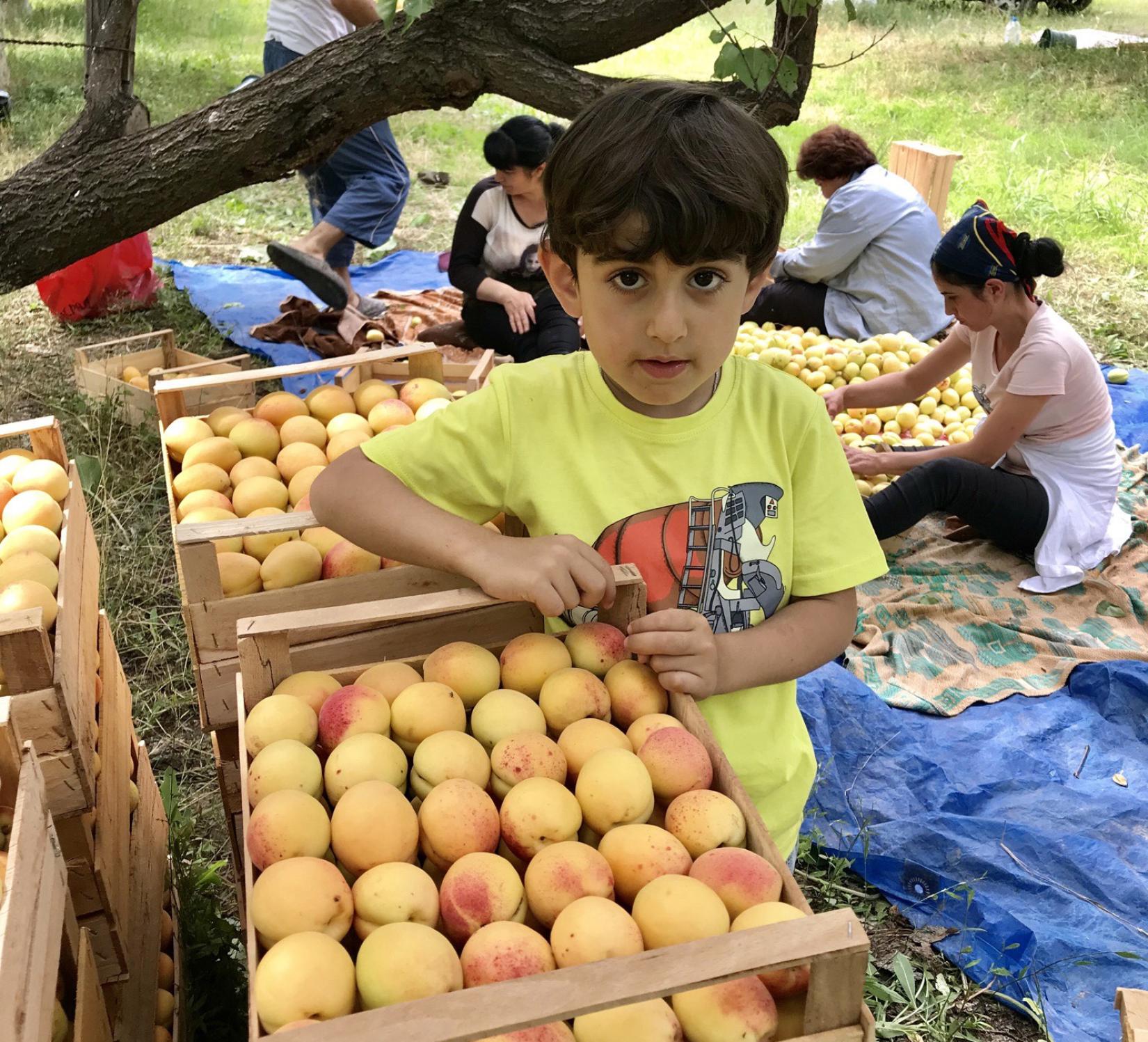 A boy standing next to the boxes with apricots.