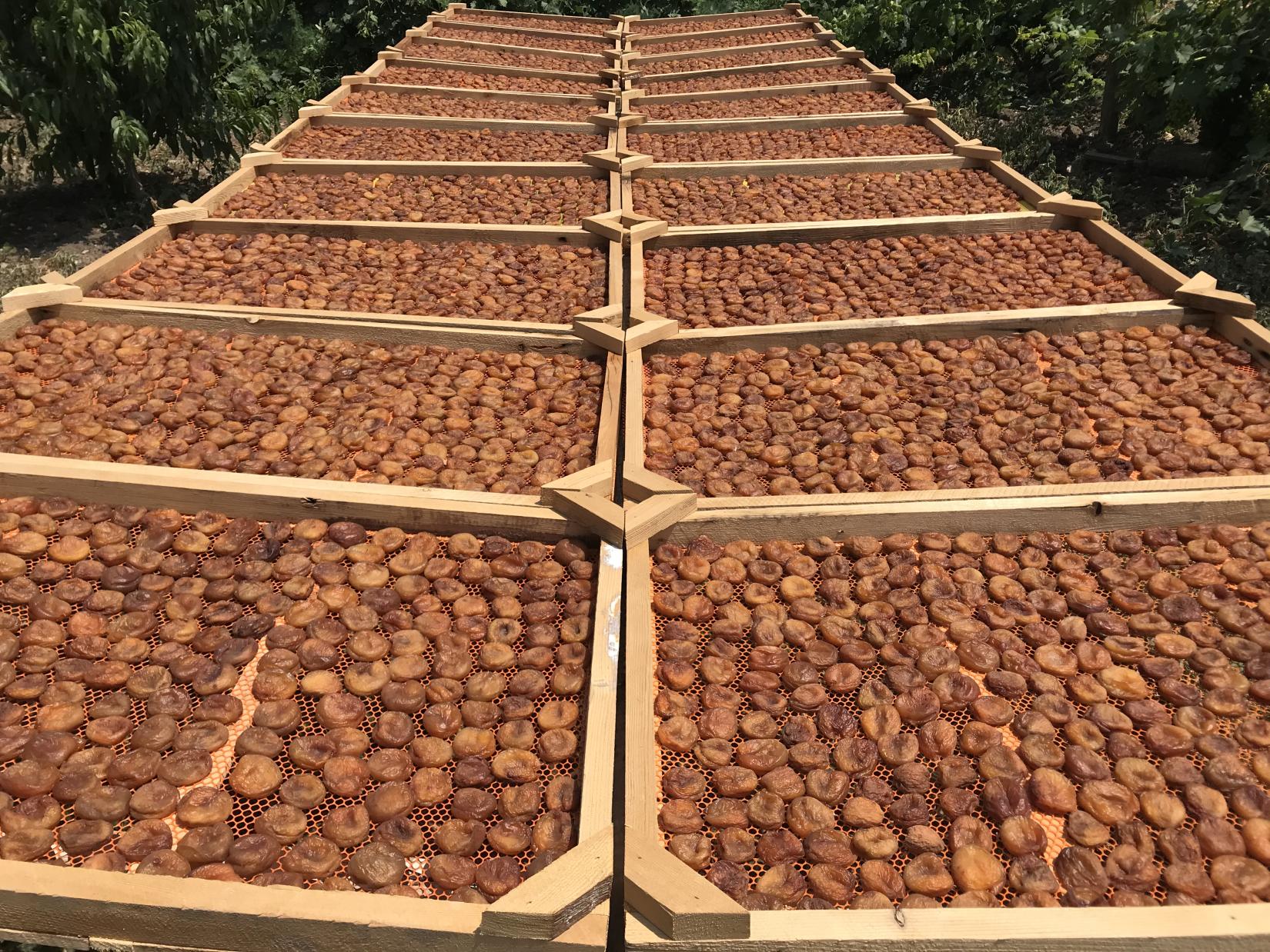 Apricots are drying under the sun to make dried fruits.