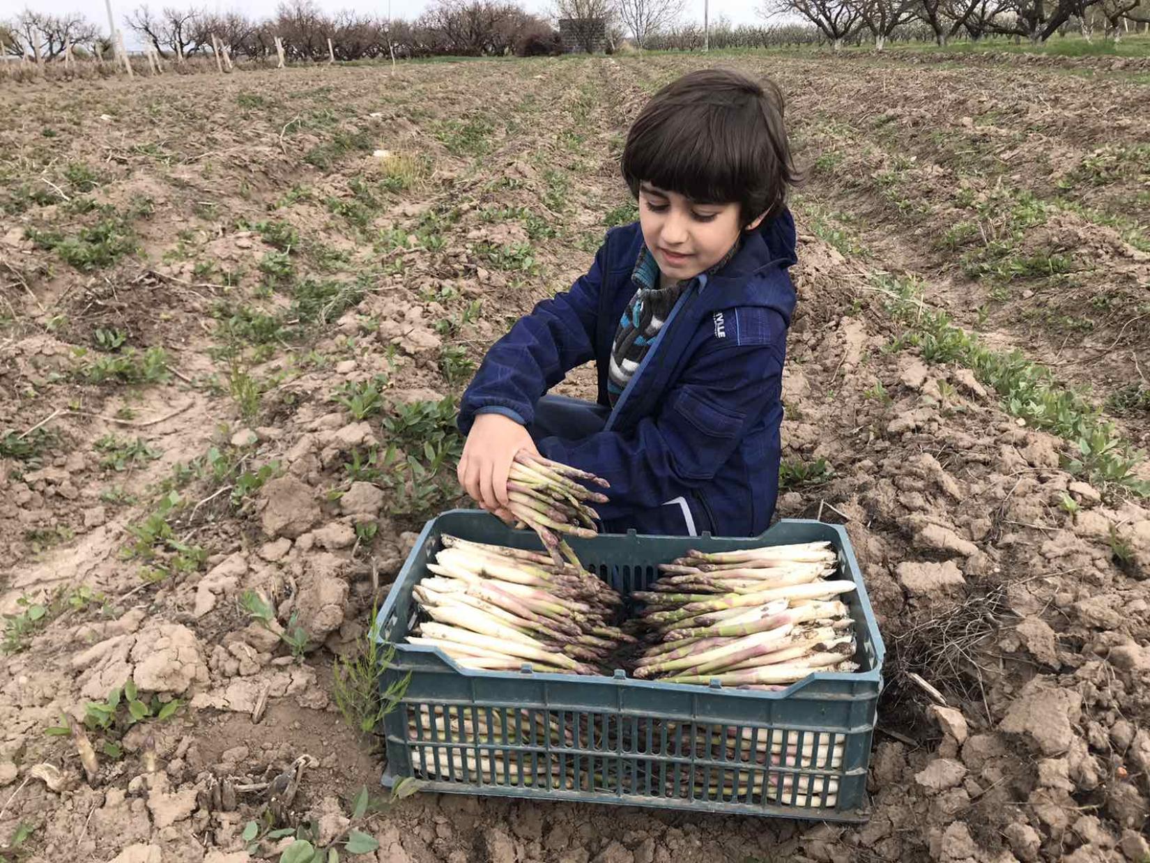 A boy places collected asparagus in a tray.