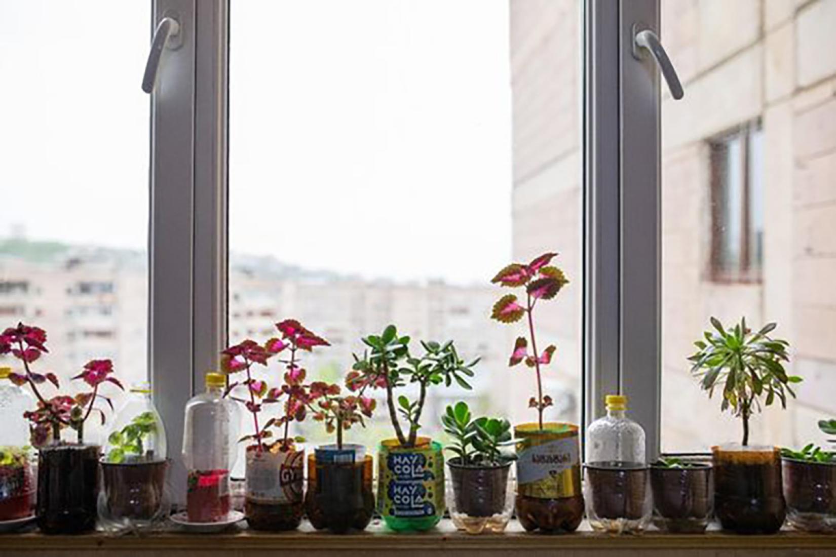 Plants on the windowsill in Dadoorian's house. 