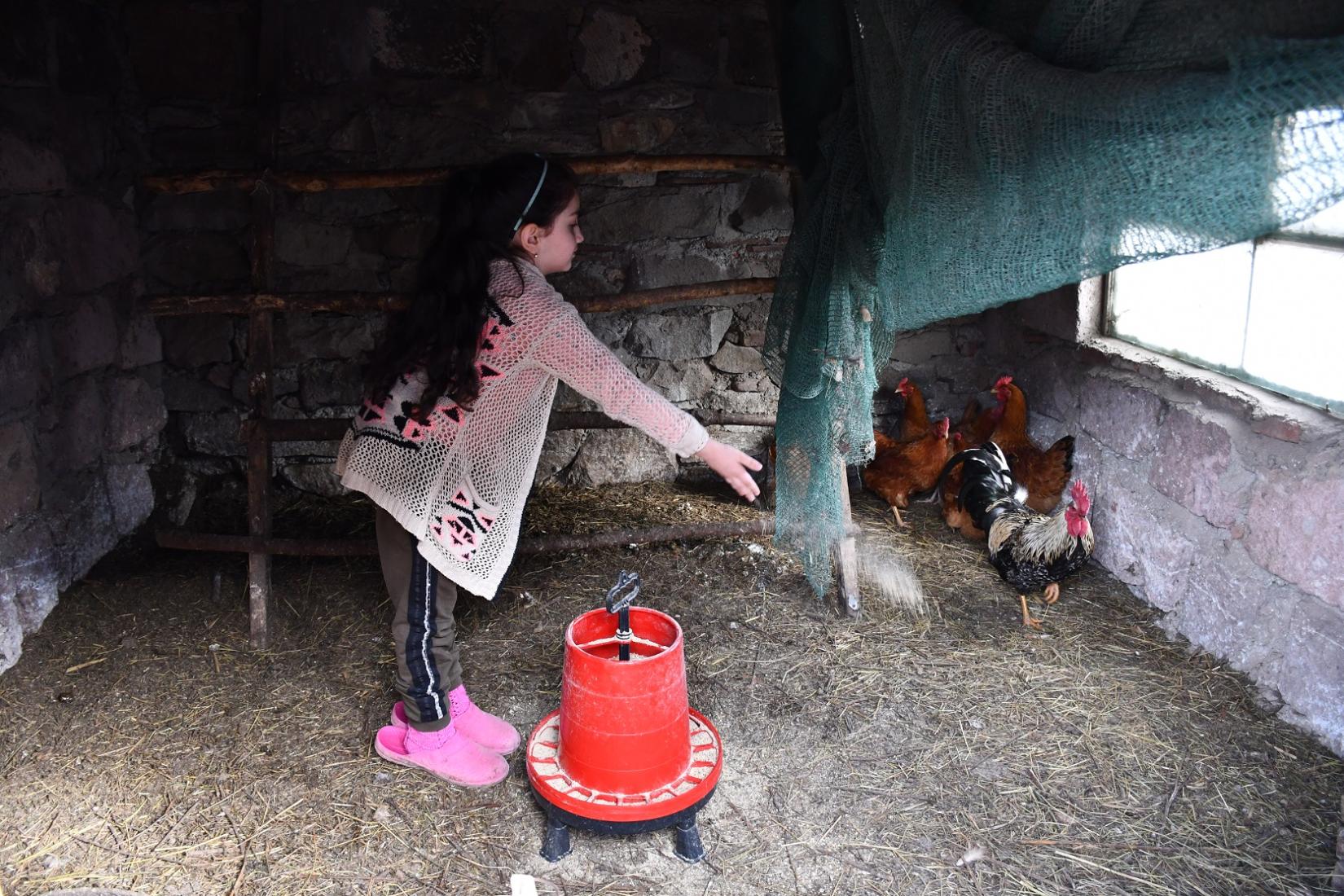 The little girl helps her parents by feeding the hens.