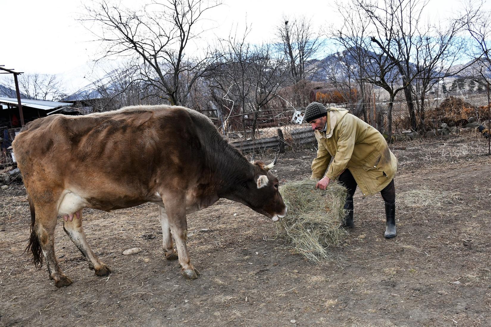 A man feeds a cow.