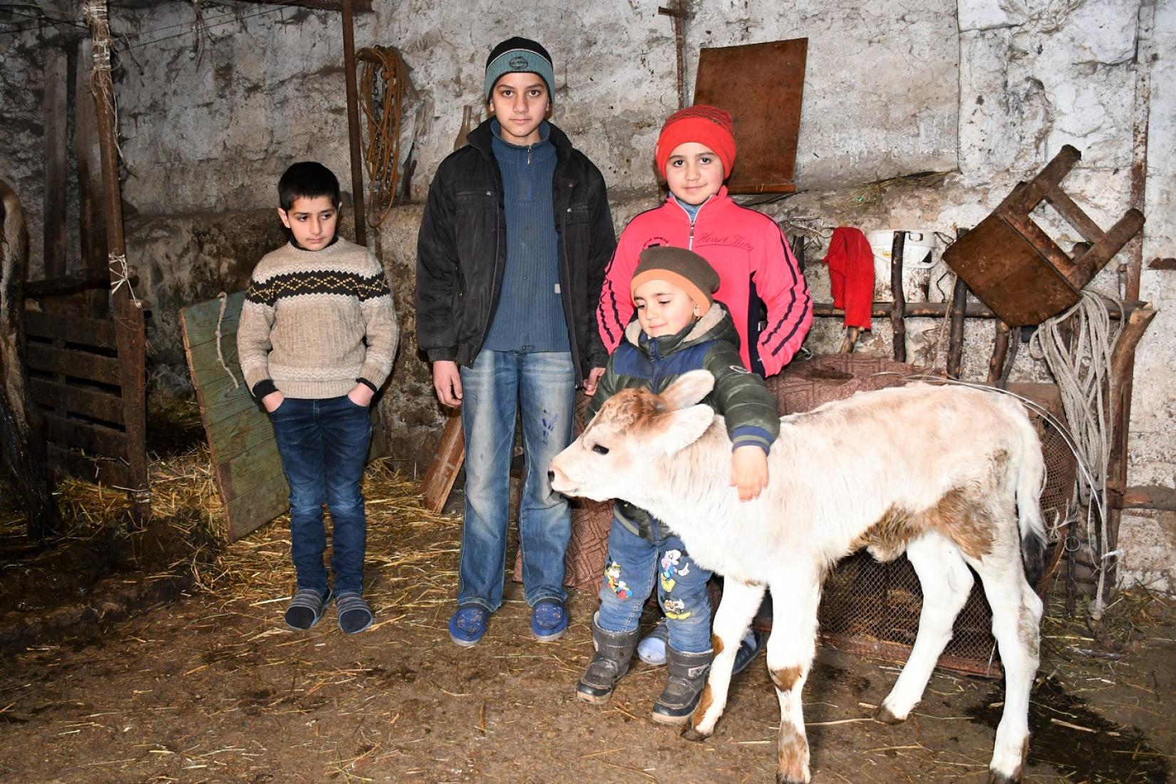 Mkhitar’s children take care of Sheko (meaning “blond” in Armenian) – a cute calf delivered by the cow that FAO previously provided to their family.  