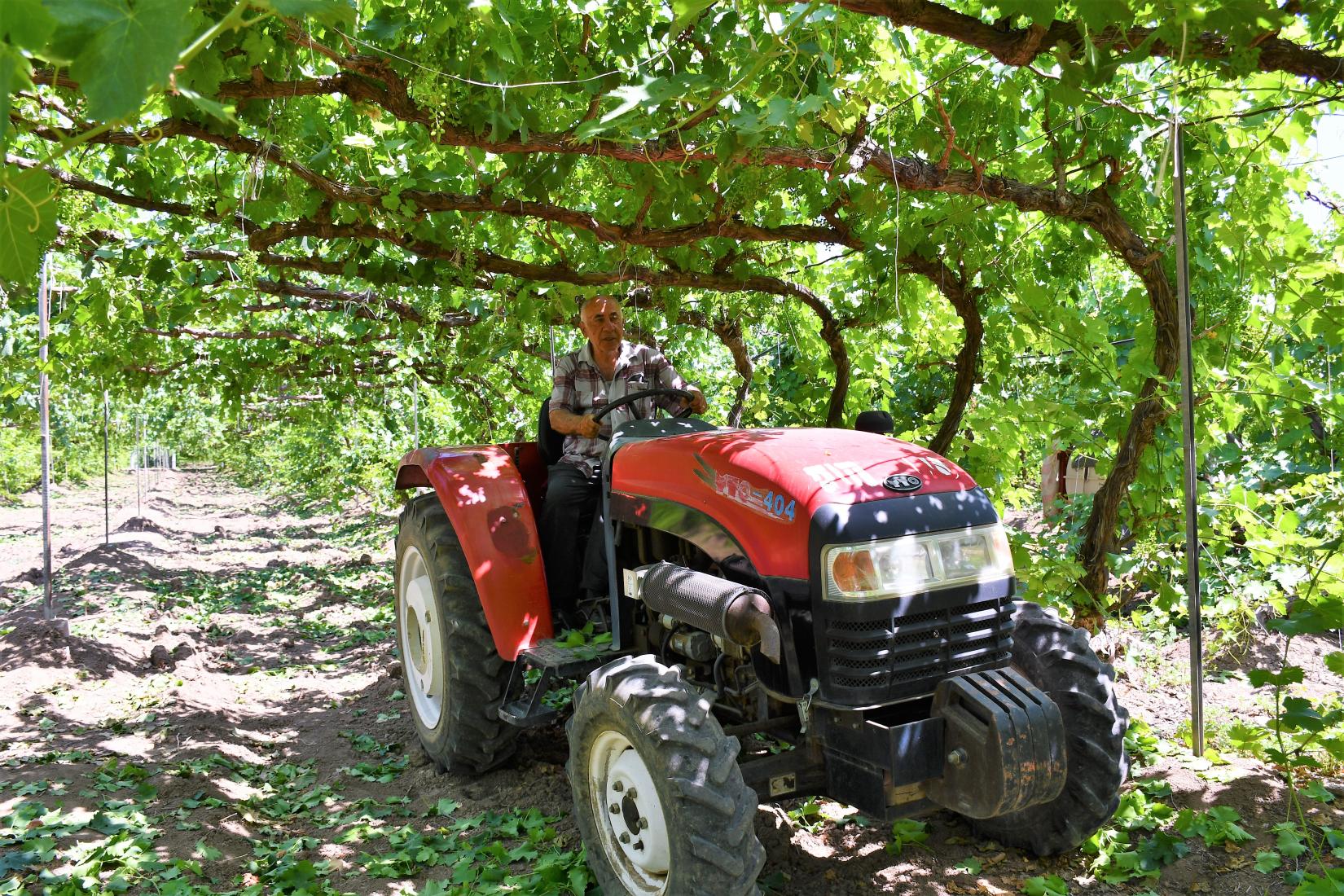 A man on a red car in his vineyard.