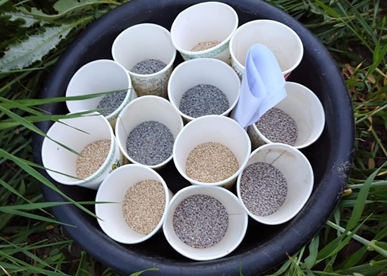 Four varieties of quinoa seeds imported to Armenia.