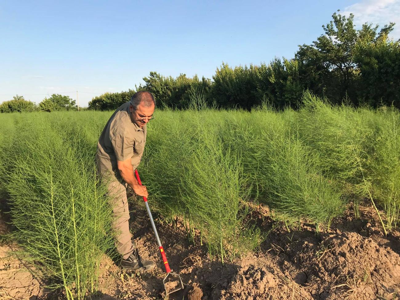 Karen Gabrielyan working in his field.