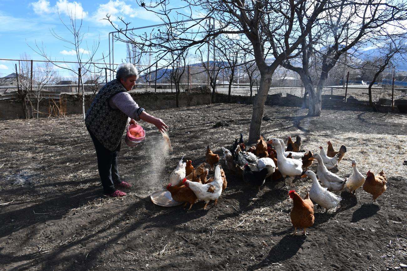 A woman feeds her poultry in the garden. 