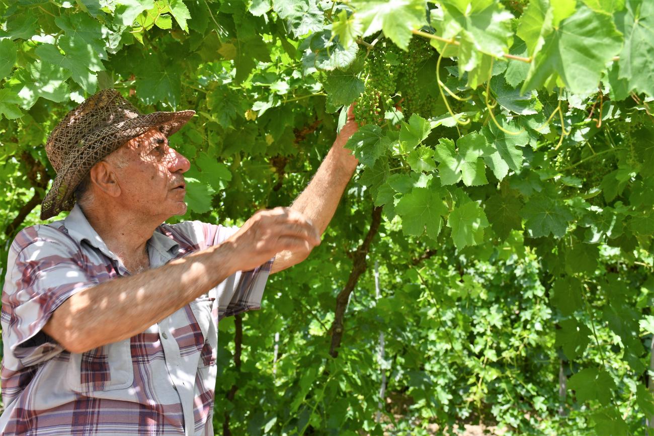A man in his vineyard.