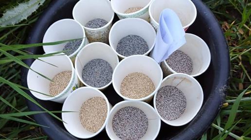 Four varieties of quinoa seeds imported to Armenia.