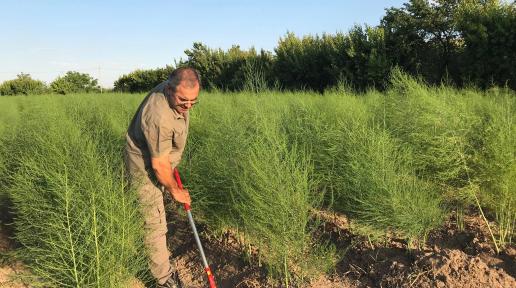 Karen Gabrielyan working in his field.