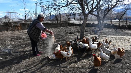 A woman feeds her poultry in the garden. 