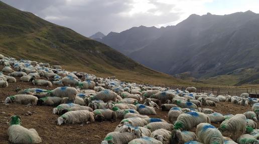 Sheep at the foot of mountains.