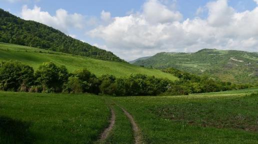 Dense green forest