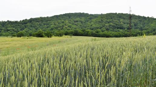 Nature scene. green mountains and fields