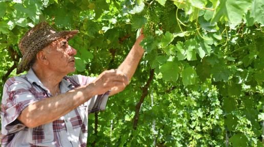 A man in his vineyard.