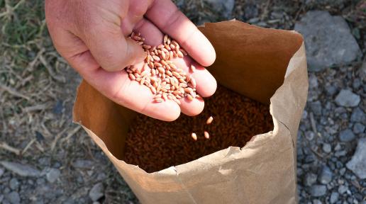 Hand full of wheat seeds.