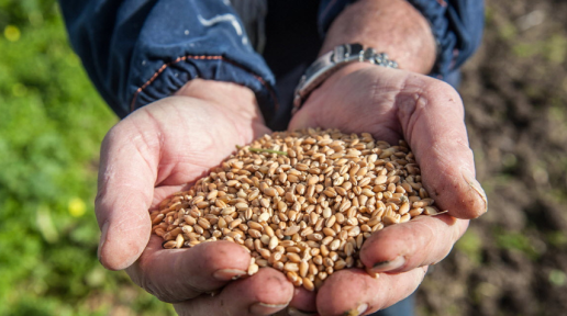 Hand full of wheat seeds.